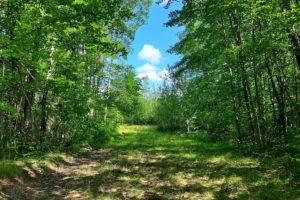 5.4 Acre Wooded Property with Swimming Hole in Marinette County!
