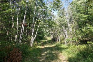 5.4 Acre Wooded Property with Swimming Hole in Marinette County!
