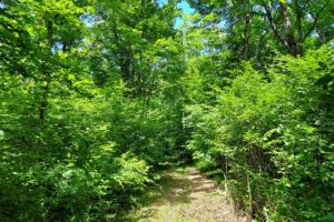 76 Acres of Prime Hunting Land in North-Central WI with Stream!