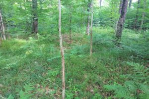 76 Acres of Prime Hunting Land in North-Central WI with Stream!