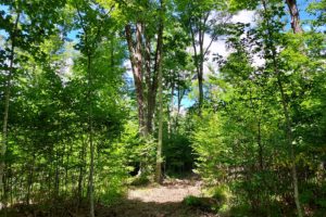 10 Acres near Merrill, WI with Unlimited Outdoors Fun!
