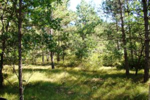 Central WI Cabin, Camping and Hunting Land for only $41,900!