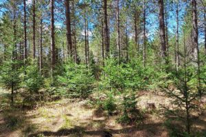 Go Green and Live off the Land - 6.5 Acres only $31,900!