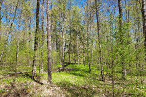 Florence County Wooded Acreage for sale at only $29,900!