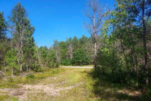 3 Acre Wooded Land for Sale near the Adams and Wood County Line