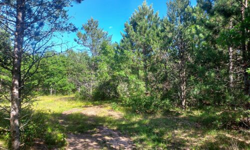 3 Acre Wooded Land for Sale near the Adams and Wood County Line