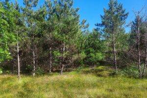 Rome, WI area 8-Acre Property for Sale only $79,900!
