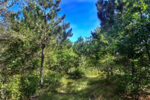 Rome, WI area 8-Acre Property for Sale only $79,900!
