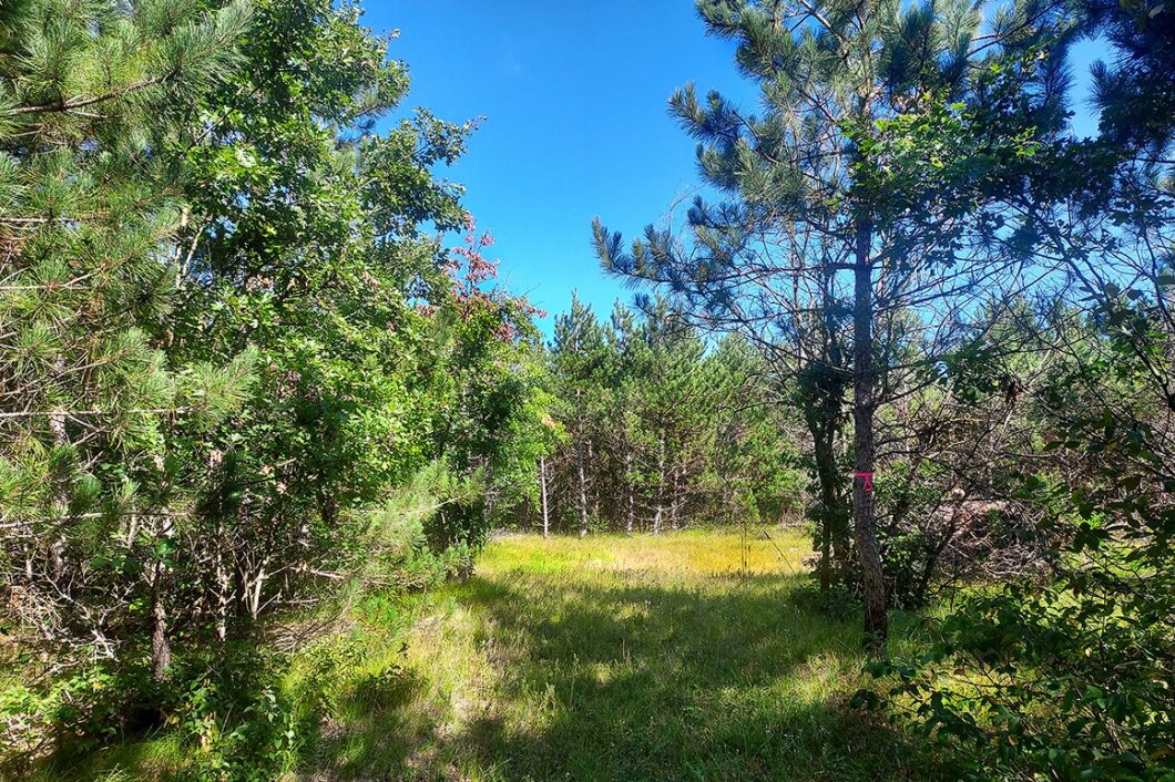 Central WI Wooded Camping/Building Acreage near State Land