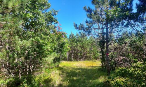 Central WI Wooded Camping/Building Acreage near State Land