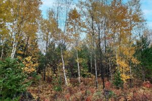 8 Acres of Total Isolation in Forest County only $54,900!
