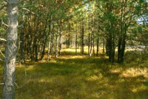 8 Acres of Total Isolation in Forest County only $54,900!
