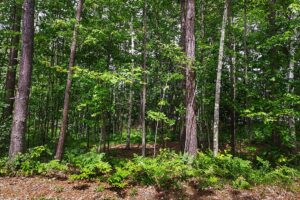 Northern WI Lakefront Property near Rhinelander!