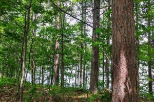 Northern WI Lakefront Property near Rhinelander!