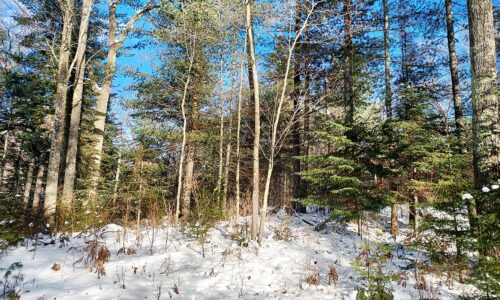 2+ Acres Wooded Land For Sale in Oneida County, WI