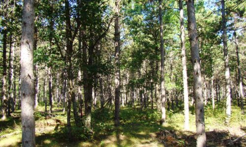 Lake Petenwell Area Wooded Land for Sale!