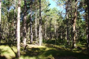 Lake Petenwell Area Wooded Land for Sale!