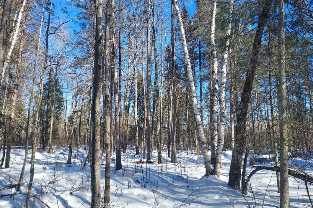 Tomahawk Area 6 Acre WI Wooded Real Estate For Sale!