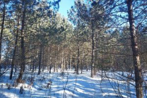 Tomahawk Area 6 Acre WI Wooded Real Estate For Sale!