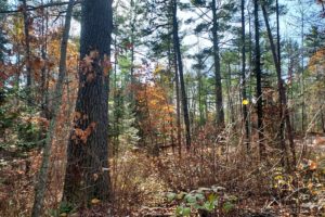 Fence Lake Chain Area Wooded Land only $15,900!