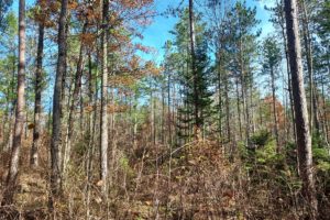 Fence Lake Chain Area Wooded Land only $15,900!