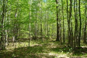 Sawyer County Wooded Hunting Land & Getaway Property!