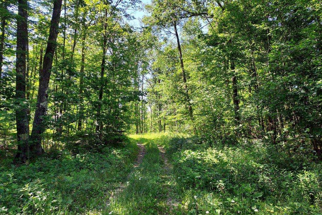 Langlade-Forest County Line Real Estate – 15.5 Acres only $69,900!