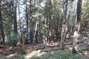 4.5 Acre Lakefront Perfect for Camping & Building!