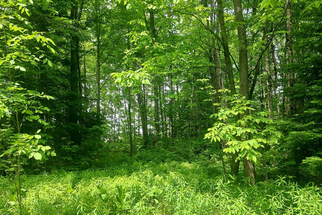 Wisconsin Hunting Property – 80 Acres for $159,900!