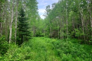 Wisconsin Hunting Property – 80 Acres for $159,900!