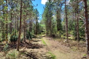 Bring your Camper! 5.5 Acres near Laona with Driveway & Clearing!