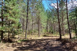 Bring your Camper! 5.5 Acres near Laona with Driveway & Clearing!