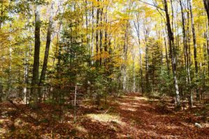 4.5 Acre Wooded Property in Forest County!