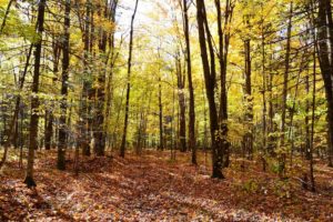 Crandon, WI Wooded Land For Sale only $32,900!