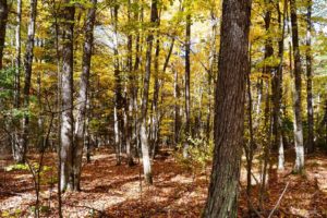 Crandon, WI Wooded Land For Sale only $32,900!