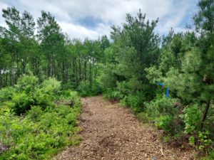 Eagle River, WI Area Wooded Land Adjoins County Forest only $49,900!