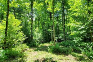 6 Acres for Investing, Camping and Building Next to Public Land!