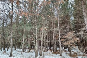 5 Acre Juneau County Wooded Land for Sale!