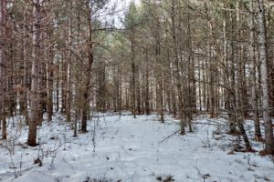 Central WI Wooded Land for Sale - 10 Acres!