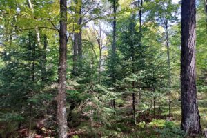Langlade County Real Estate - 6.25 Acres only $45,900!