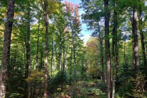Langlade County Real Estate - 6.25 Acres only $45,900!