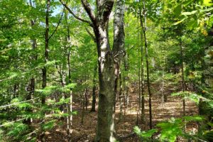 Forest County Lakefront only $59,900!