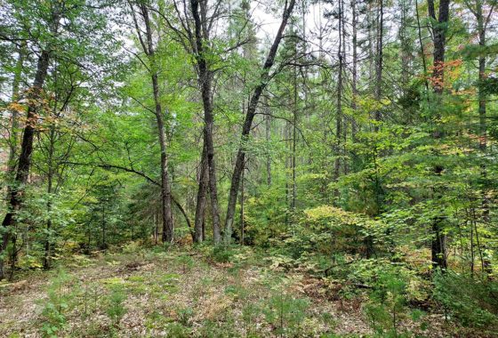 Minocqua, WI Land For Sale only $13,900!