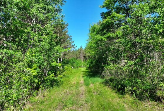 Central WI Wooded Land for Sale - 27 Acres!