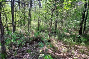 Central WI Wooded Land for Sale - 27 Acres!