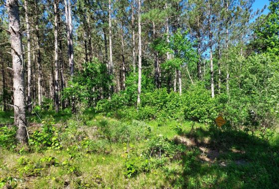 Juneau County 26 Acre Property for Sale!