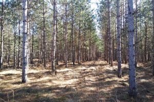 5.5 Acre Juneau County Wooded Land for Sale!