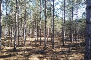 5.5 Acre Juneau County Wooded Land for Sale!