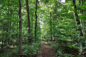 Northwoods of Wisconsin Recreational Land for Sale!