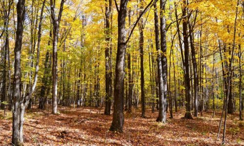 WI Forest County Wooded Land for Sale Near All Sports Lakes!